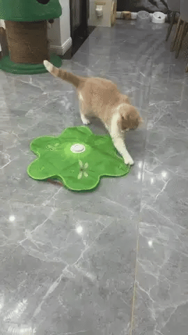 gif_2.webp